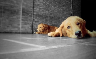 retriever, animals, pet, dogs, lp-photography, animal, golden, dog, golden retriever